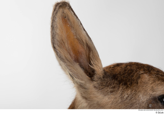 Deer doe ear 0014.jpg